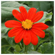 Orange Mini Sunflower Seeds for Planting – Heirloom Non-GMO High Germination Organic Garden Seeds