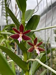 Trichoglottis Flower Seeds for Planting – Cottage Garden Essential, Heirloom &amp; Non-GMO Home Garden Seeds