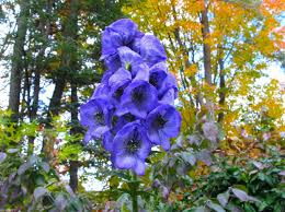 Heirloom Aconitum Flower Seeds for Planting – Hardy Variety, Non-GMO, High Germination Organic Garden Seeds
