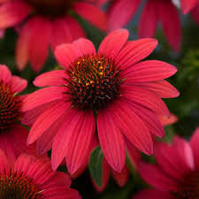 Maroon Coneflower Flower Seeds for Planting – Heirloom, Non-GMO, High Germination Organic Garden Seeds
