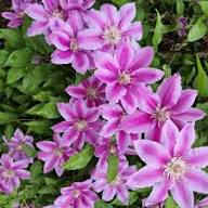 Pink Clematis Hybrid Flower Seeds for Planting – Heirloom Non-GMO Bright Blooms Organic Garden Seeds