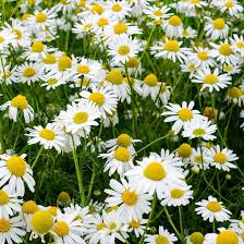 Roman Chamomile Seeds