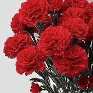 Deep Red Carnation Flower Seeds for Planting | Heirloom Non-GMO High Germination Organic Garden Seeds