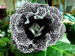 Black White Gloxinia Flower Seeds for Planting – Heirloom, Non-GMO, Hardy Organic Garden Seeds