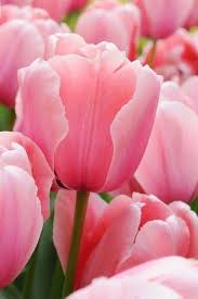 Pale Pink Tulip Flower Seeds for Planting – Heirloom, Non-GMO, High Germination Organic Garden Seeds