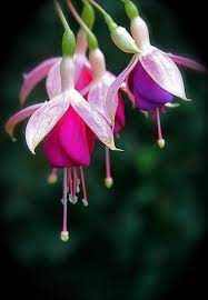 Fuchsia Purple Yellow Flower Seeds for Planting – Heirloom, Non-GMO, High Germination Organic Garden Seeds, Hardy Variety