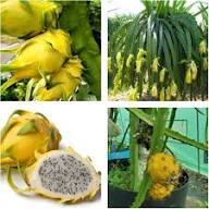 Green Pitaya Fruit Seeds for Planting – Heirloom, Non-GMO, High Germination Organic Garden Seeds