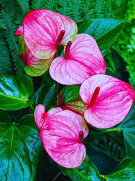 Anthurium Flower Seeds for Planting Pink – Heirloom, Non-GMO, High Germination Organic Garden Seeds