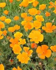 Cali Flower Seeds for Planting – Wildflower Mix, Heirloom, Non-GMO, Organic Garden Seeds