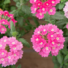 Pink Verbena Flower Seeds for Planting – Heirloom, Non-GMO, High Germination Organic Garden Seeds