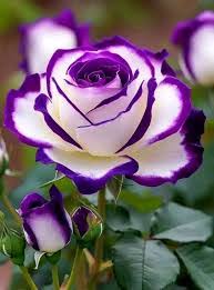 Purple White Rose Flower Seeds for Planting – Heirloom, Non-GMO, High Germination Organic Garden Seeds