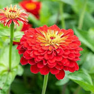 Zinnia Orange Flower Seeds for Planting – Bright Blooms | Heirloom, Non-GMO, High Germination Seeds