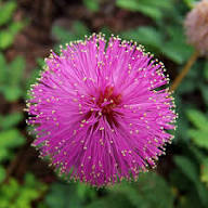 Purple Mimosa Flower Seeds for Planting – Heirloom, Non-GMO, High Germination Organic Garden Seeds