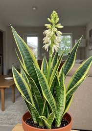 Sansevieria Flower Seeds for Planting – Heirloom, Non-GMO, High Germination Organic Garden Seeds