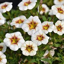 White Yellow Frostfire Flower Seeds for Planting – Heirloom, Non-GMO, Hardy Variety, High Germination Organic Garden Seeds