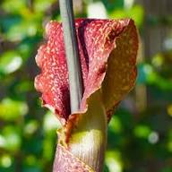 Sauromatum Flower Seeds for Planting | Heirloom Non-GMO High Germination Organic Seeds