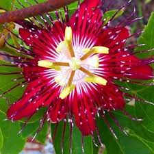 Passion Flower Seeds for Planting – Long Bloom Season Heirloom Non-GMO Organic Garden Seeds