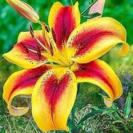Yellow Red Lilium Flower Seeds for Planting – Heirloom, Non-GMO, High Germination Organic Garden Seeds