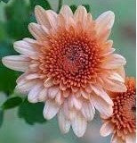 Light Orange Chrysanthemum Flower Seeds for Planting – Heirloom, Non-GMO, High Germination Organic Garden Seeds