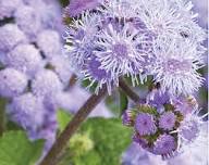 Violet Ageratum Flower Seeds for Planting | Heirloom Non-GMO High Germination Organic Garden Seeds