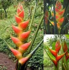 Heirloom Heliconia Wagneriana Flower Seeds for Planting – Low Maintenance, Non-GMO, High Germination Organic Garden Seeds