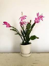 White Pink Zygocactus Flower Seeds for Planting – Heirloom, Non-GMO, High Germination Organic Garden Seeds