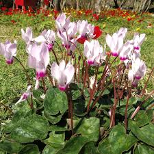 Lavender White Cyclamen Flower Seeds for Planting – Heirloom, Non-GMO, High Germination Organic Garden Seeds