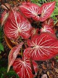 Red Thailand Caladium Flower Seeds for Planting – Heirloom, Non-GMO, Sun Loving, High Germination