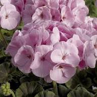 Light Pink Univalve Geranium Flower Seeds for Planting – Heirloom, Non-GMO, High Germination Organic Garden Seeds