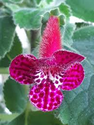 Pink Kohleria Flower Seeds for Planting – Heirloom, Non-GMO, High Germination Organic Garden Seeds