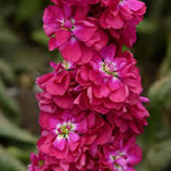 Red Matthiola Flower Seeds for Planting | Fragrant Blossoms Heirloom Non-GMO High Germination Organic Garden Seeds
