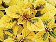 Yellow Coleus Flower Seeds for Planting – Heirloom, Non-GMO, High Germination Organic Garden Seeds