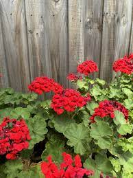 Geranium Red Flower Seeds for Planting – Heirloom, Non-GMO, High Germination Organic Garden Seeds