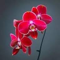 Maroon Butterfly Orchids Flower Seeds for Planting | Heirloom Non-GMO High Germination Organic Garden Seeds