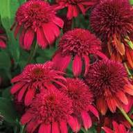 Olivetta Perennial Flower Seeds for Planting – Shade Tolerant Heirloom Non-GMO High Germination Organic Garden Seeds