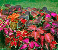 Coleus Flower Seeds for Planting | Heirloom Non-GMO Organic Garden Seeds, Pollinator Friendly, High Germination