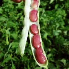 Red Bean Vegetable Seeds for Planting – Heirloom & Non-GMO Seeds for Nutritious Homegrown Pulses