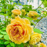 Goldish Yellow Rose Flower Seeds for Planting | Heirloom Non-GMO High Germination Organic Garden Seeds