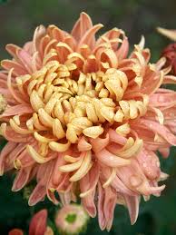 Heirloom Chrysanthemum Perennial Flower Seeds for Planting – Non-GMO, High Germination, Organic Garden Seeds, Sun-Loving Blooms