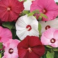 Mixed Rose Mallow Flower Seeds for Planting – Heirloom, Non-GMO, High Germination Organic Garden Seeds
