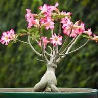 Pink Obesum Flower  Seeds for Planting | Heirloom Non-GMO High Germination Organic Garden Seeds