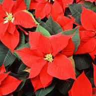 Green Poinsettia Perennial Flower Seeds for Planting – Wildflower Mix, Heirloom, Non-GMO Seeds