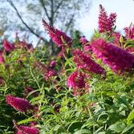 Pink Buddleia Butterfly Bush  Flower Seeds for Planting – Cottage Garden, Heirloom, Non-GMO, High Germination