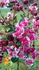 Crape Myrtle Multi Colour Flower Seeds for Planting – Heirloom, Non-GMO, High Germination Organic Garden Seeds