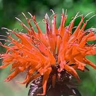 Red Monarda Flower Seeds for Planting – Heirloom, Non-GMO, High Germination Organic Garden Seeds