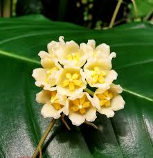 Yellow Hoya Carnosa Flower Seeds for Planting – Heirloom Non-GMO Organic Garden Seeds