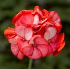 Orange White Geraniums Flower seeds for Planting – Compact Growth, Heirloom & GMO Free Seeds for Home Garden, High Germination