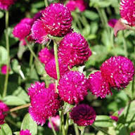 Magenta Flower Seeds for Planting – Shade Tolerant, Heirloom, Non-GMO, High Germination Garden Seeds