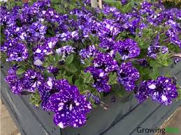 Blue & White Petunia Flower Seeds for Planting – Premium Quality, Heirloom, Non-GMO, High Germination Organic Garden Seeds