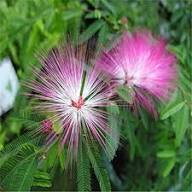 Pink White Mimosa Flower Seeds for Planting | Heirloom Non-GMO Organic Garden Seeds